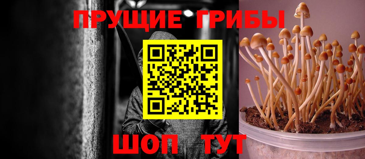 Солнечногорск  Псилоцибиновые грибы Psilocybine cubensis  Вход с VPN  Псилоцибиновые грибы MAGIC MUSHROOMS 